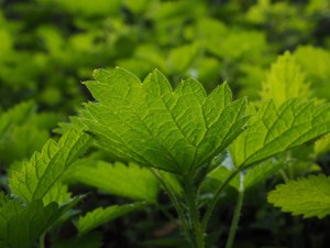 small-nettle-766130_1280